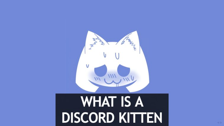 What Is A Discord Kitten?
